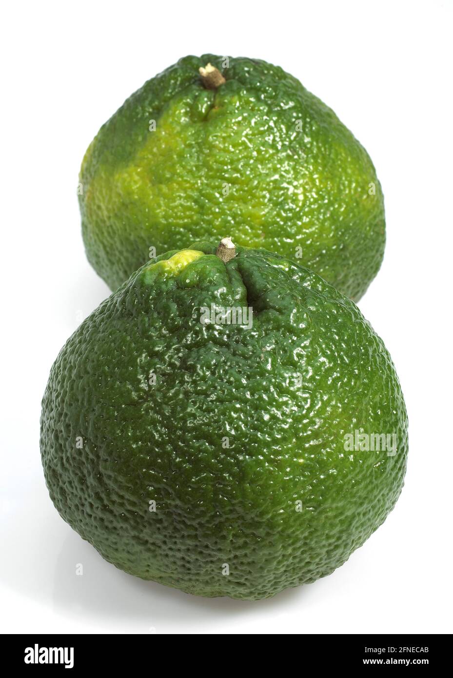 Ugly grapefruit, citrus xtangelo, fruits against white background Stock