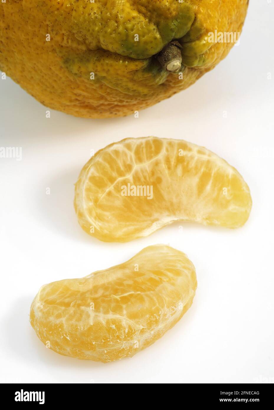 Ugly grapefruit, citrus xtangelo, fruits against white background Stock