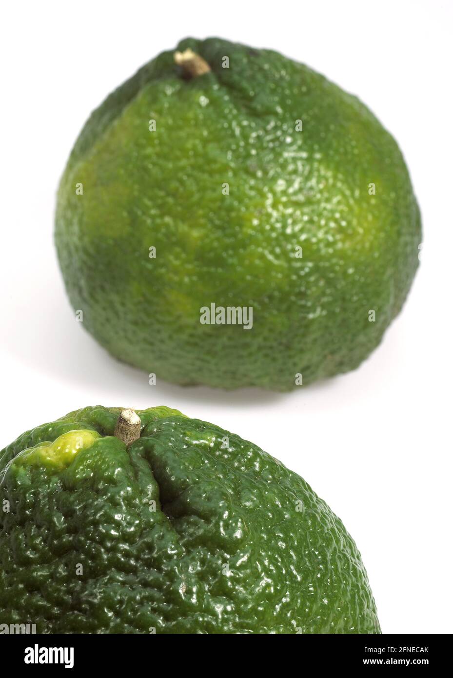 Ugly grapefruit, citrus xtangelo, fruits against white background Stock