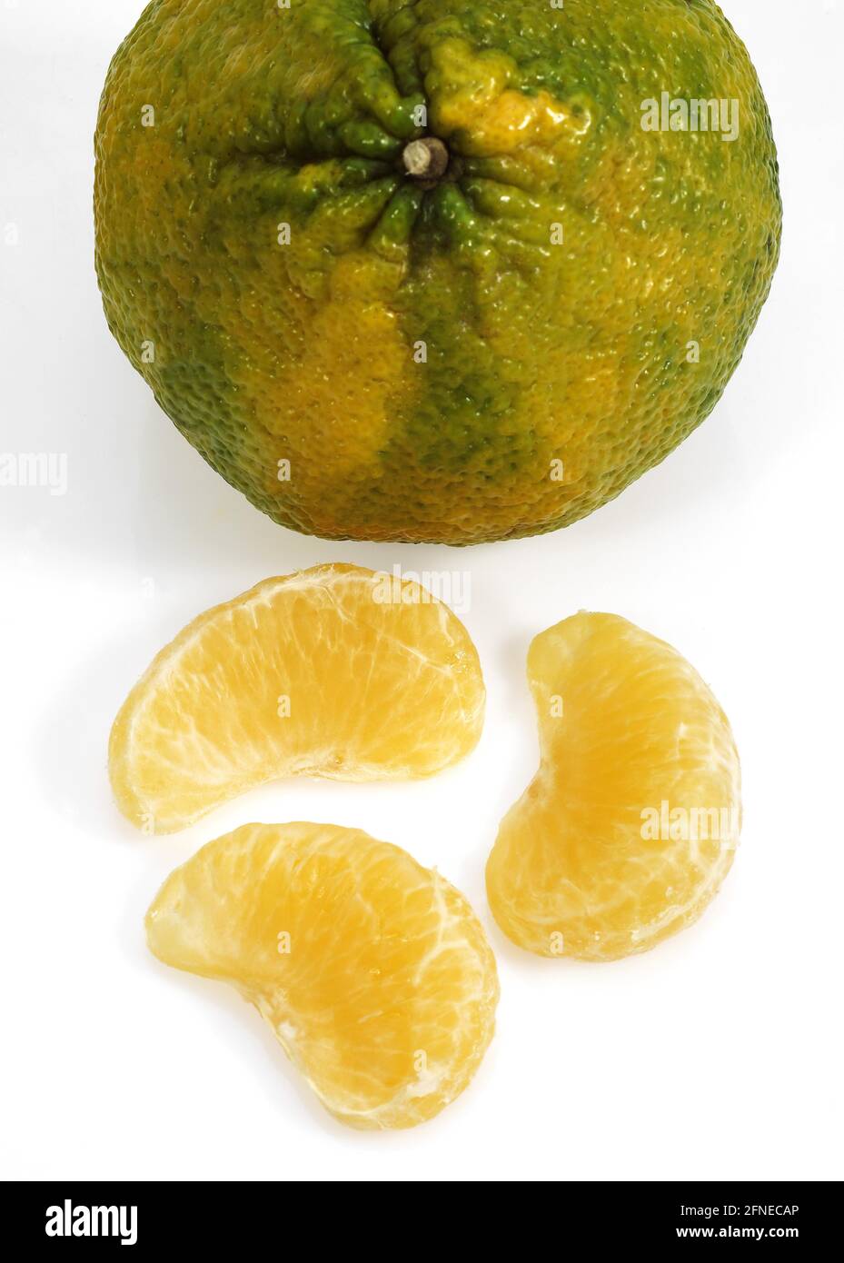 Ugly grapefruit, citrus xtangelo, fruits against white background Stock Photo