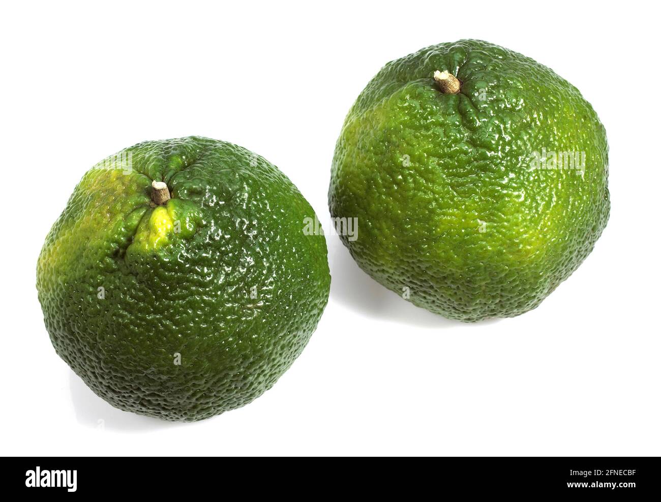 Ugly grapefruit, citrus xtangelo, fruits against white background Stock