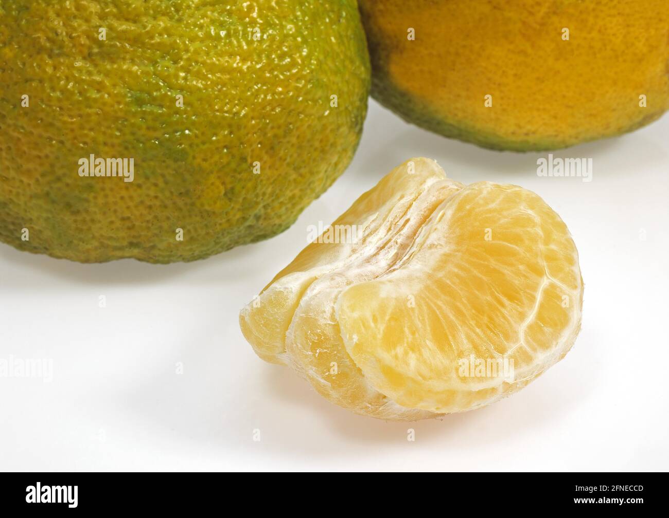 Ugly grapefruit, citrus xtangelo, fruits against white background Stock