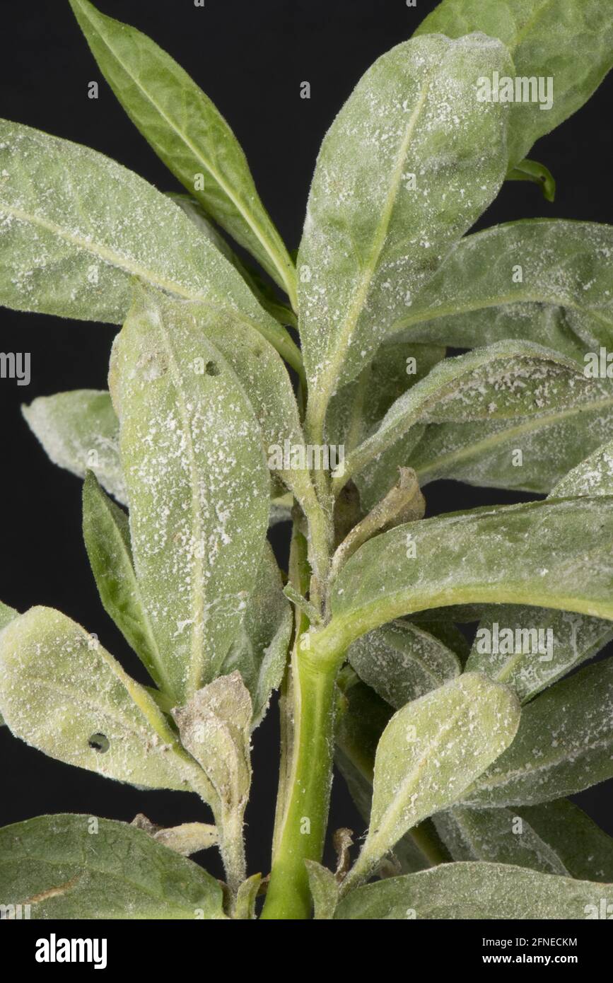 Powdery mildew developing on the leaves of sweet william, Dianthus barbatus, Berkshire Stock Photo
