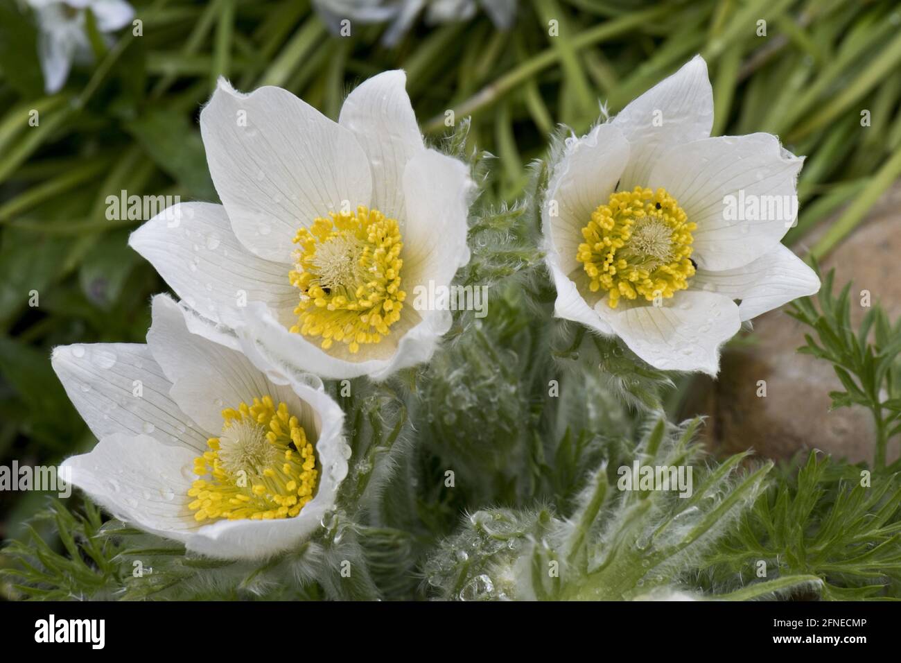 White Pasqueflower, Pulsatilla vulgaris 'Alba' ornamental perennial plant flowering on garden rockery in early spring, Berkshire, England, United Stock Photo