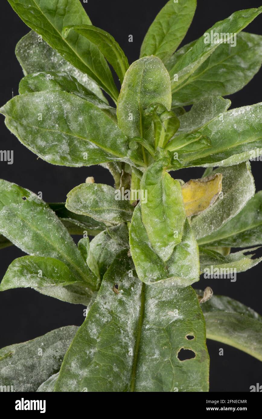 Powdery mildew developing on the leaves of sweet william, Dianthus barbatus, Berkshire Stock Photo