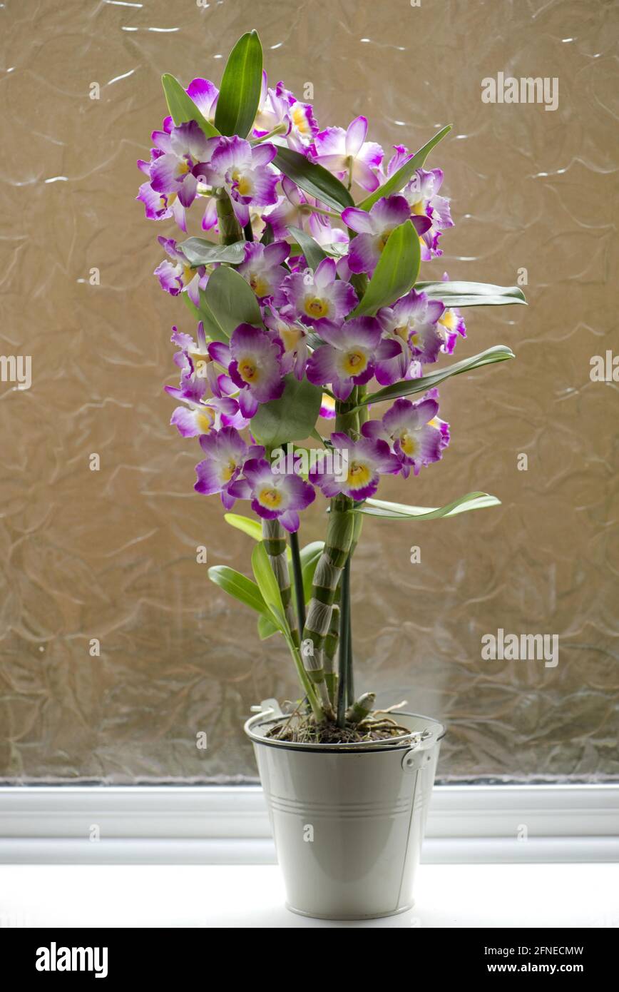 Noble (Dendrobium), Dendrobium nobile, cultivated orchid with pseudobulbs formed in stems Stock Photo