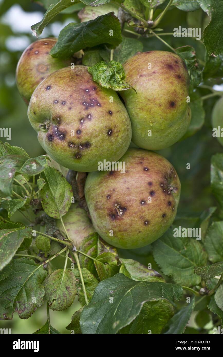 Small discreet spots caused by apple scab, Venturia inaequalis, on a group of ripe apples, Berkshire Stock Photo