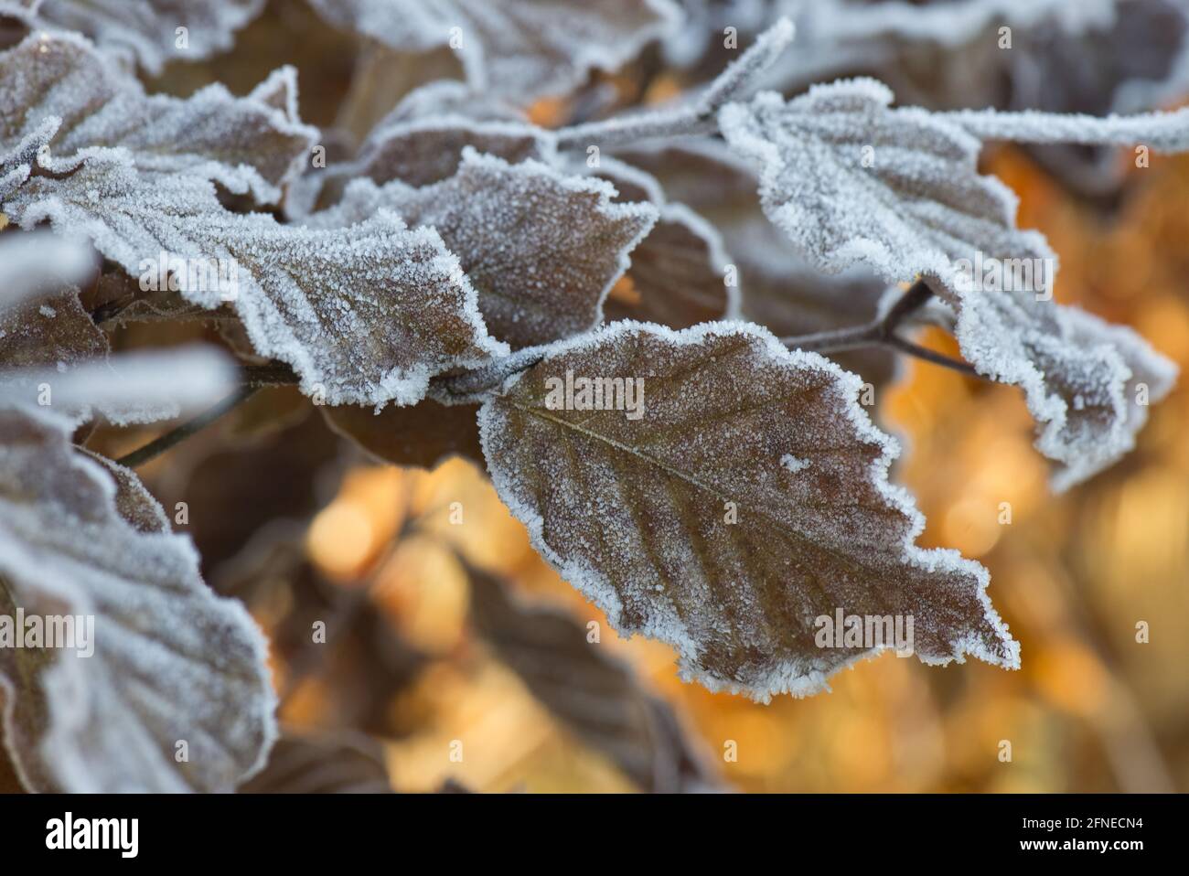 Golden brown beech leaves hi-res stock photography and images - Alamy