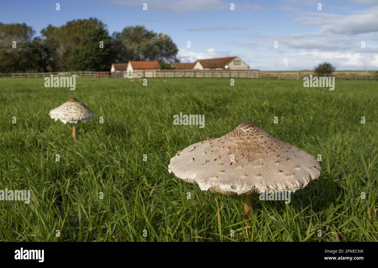 Giant parasol, Giant parasol (Macrolepiota procera), Giant parasol mushroom, Parasol mushroom, Mushrooms, Parasol mushrooms in field, Norfolk Stock Photo