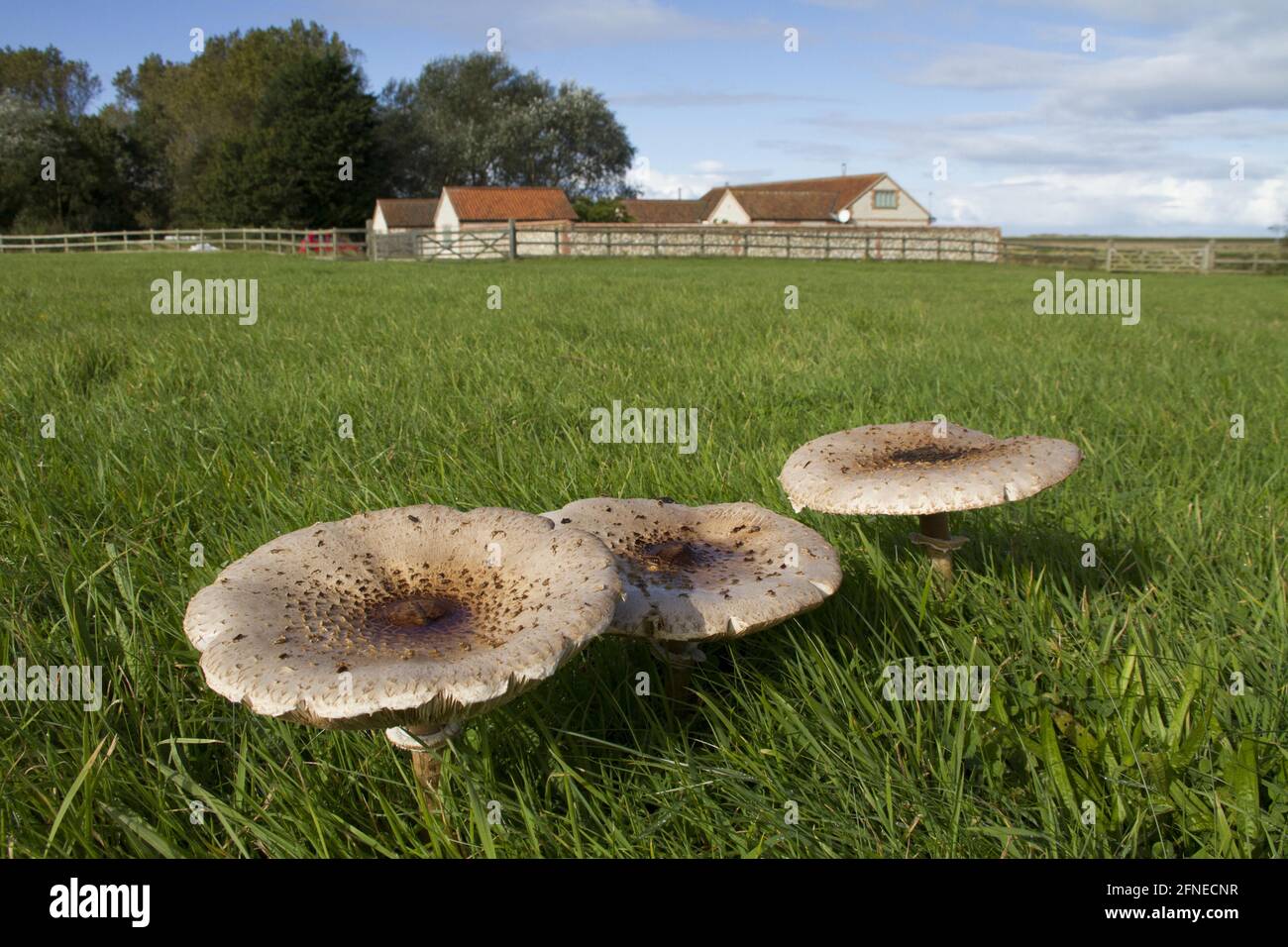 Giant parasol, Giant parasol (Macrolepiota procera), Giant parasol mushroom, Parasol mushroom, Mushrooms, Parasol mushrooms in field, Norfolk Stock Photo