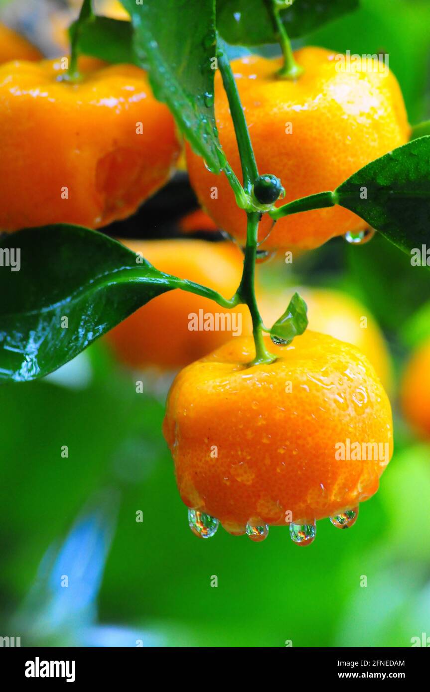 Dwarf orange, calamondin orange (Citrofortunella microcarpa) with raindrops Stock Photo