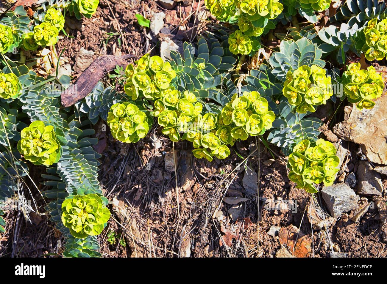 Upright Myrtle Spurge, Gopher spurge, blue spurge or broad-leaved glaucous-spurge Euphorbia Rigida.  A succulent species of flowering plant in the fam Stock Photo
