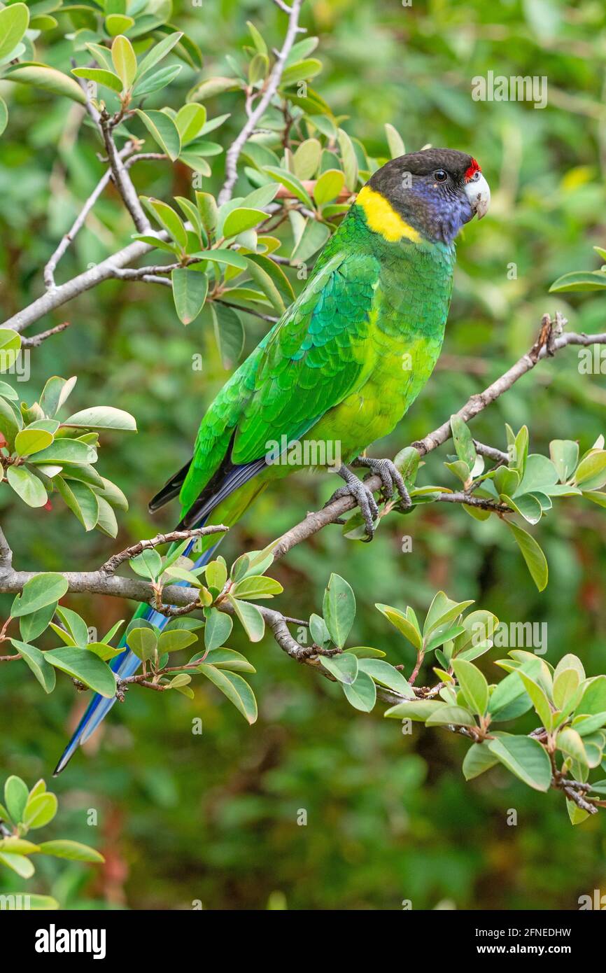 An Australian Ringneck of the western race, known as the Twenty-eight Parrot, photographed in a forest of South Western Australia. Stock Photo