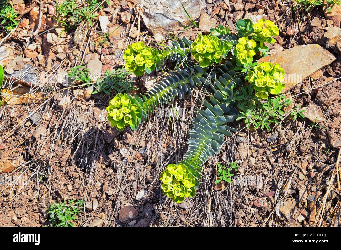 Upright Myrtle Spurge, Gopher spurge, blue spurge or broad-leaved glaucous-spurge Euphorbia Rigida. A succulent species of flowering plant in the fam Stock Photo