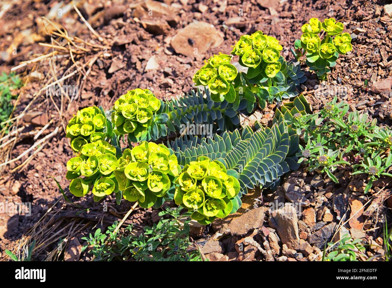 Upright Myrtle Spurge, Gopher spurge, blue spurge or broad-leaved glaucous-spurge Euphorbia Rigida. A succulent species of flowering plant in the fam Stock Photo