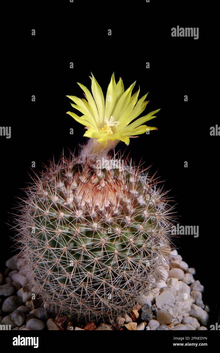 yellow flower of mammillaria cactus blooming Stock Photo