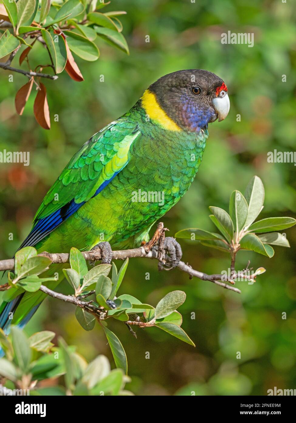 An Australian Ringneck of the western race, known as the Twenty-eight Parrot, photographed in a forest of South-Western Australia. Stock Photo