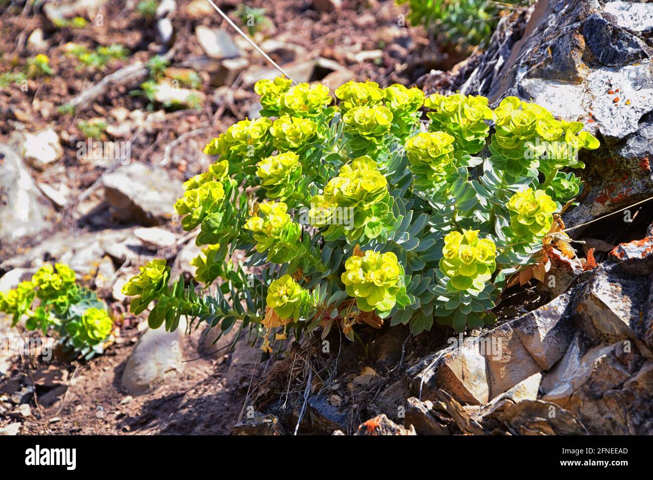 Upright Myrtle Spurge, Gopher spurge, blue spurge or broad-leaved glaucous-spurge Euphorbia Rigida.  A succulent species of flowering plant in the fam Stock Photo