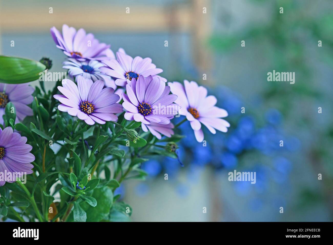 Violet Rain Daisy flowers in front of blurry background with pother plants Stock Photo