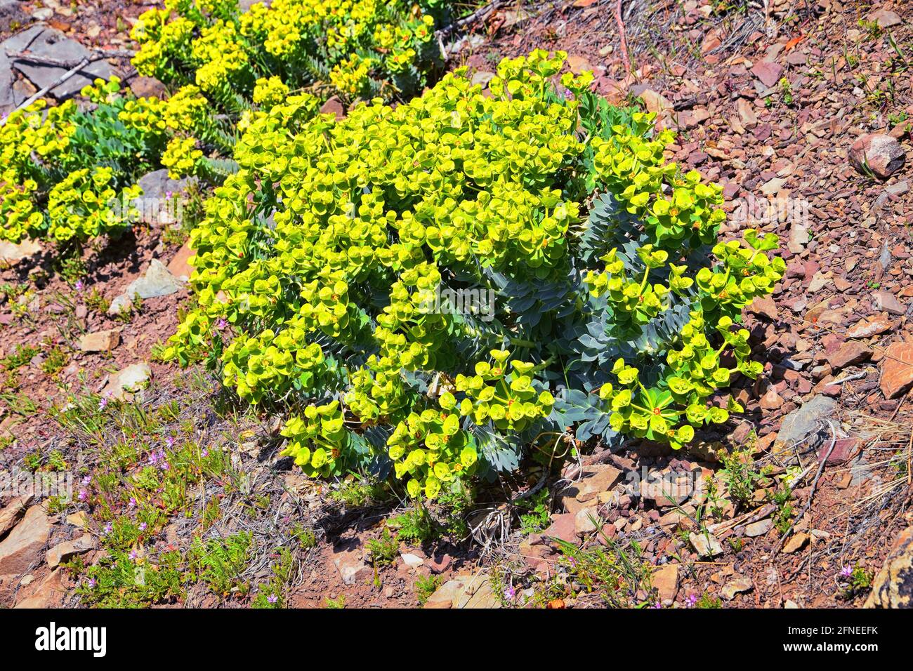 Upright Myrtle Spurge, Gopher spurge, blue spurge or broad-leaved glaucous-spurge Euphorbia Rigida.  A succulent species of flowering plant in the fam Stock Photo