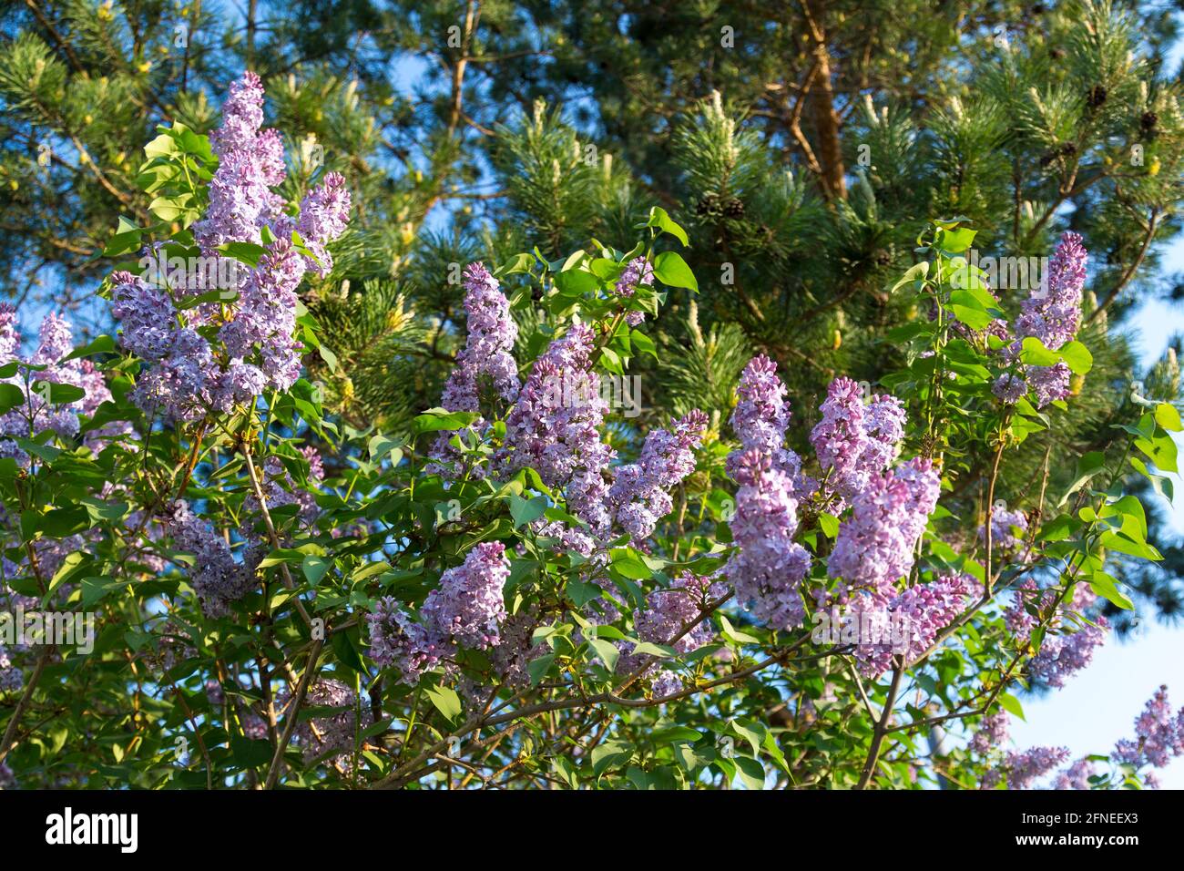 A dense lilac bush blooms in early spring in early May against the background of spruce Stock Photo