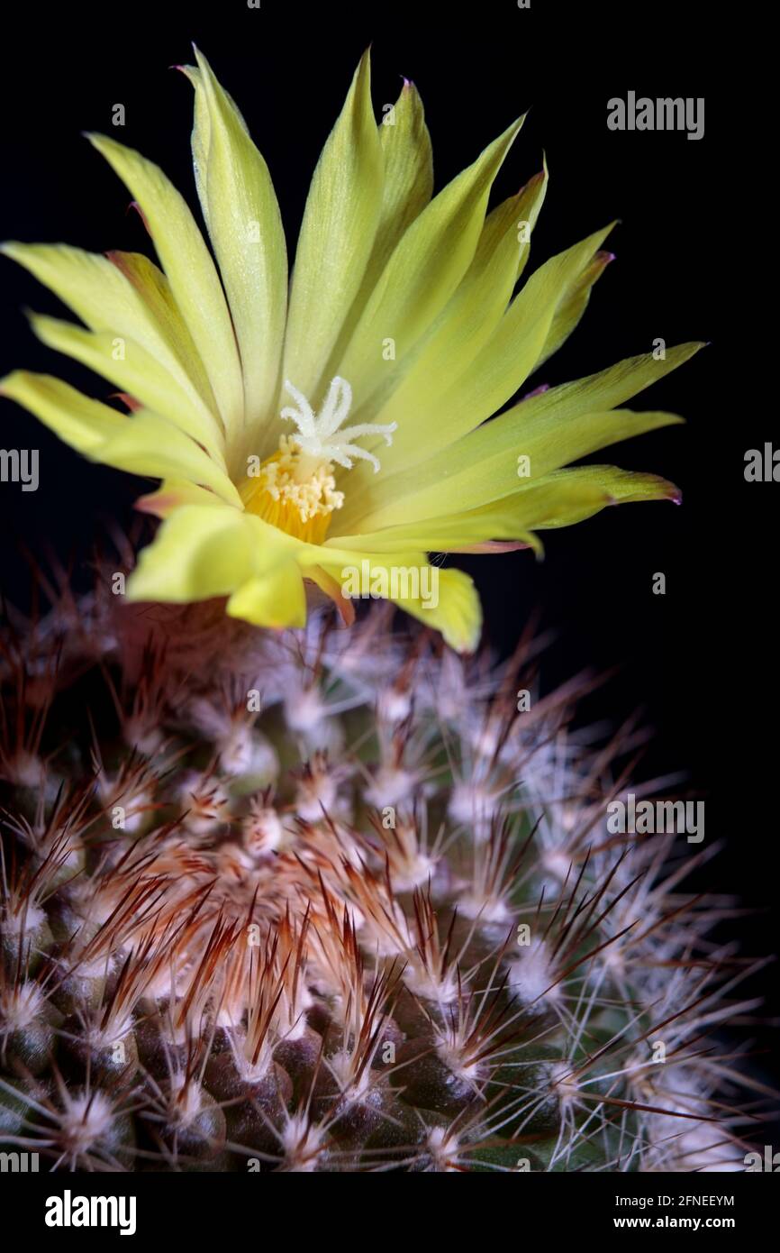 close up yellow flower of mammillaria cactus Stock Photo