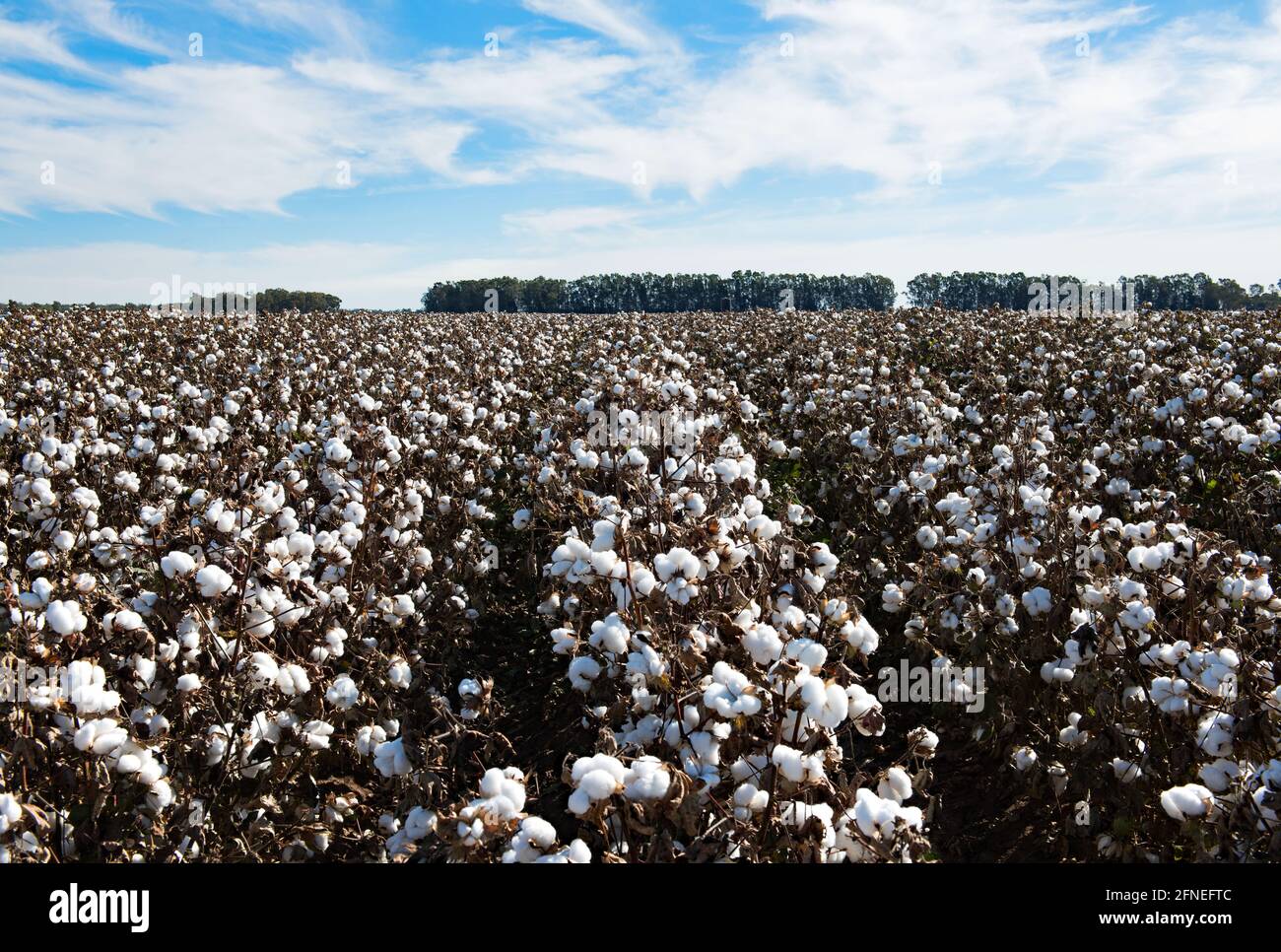 Cotton ready for harvest, near Griffith, in New South Wales, Australia Stock Photo