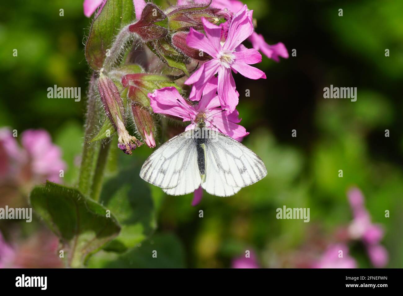 Cabbage family brassicaceae hires stock photography and images Alamy