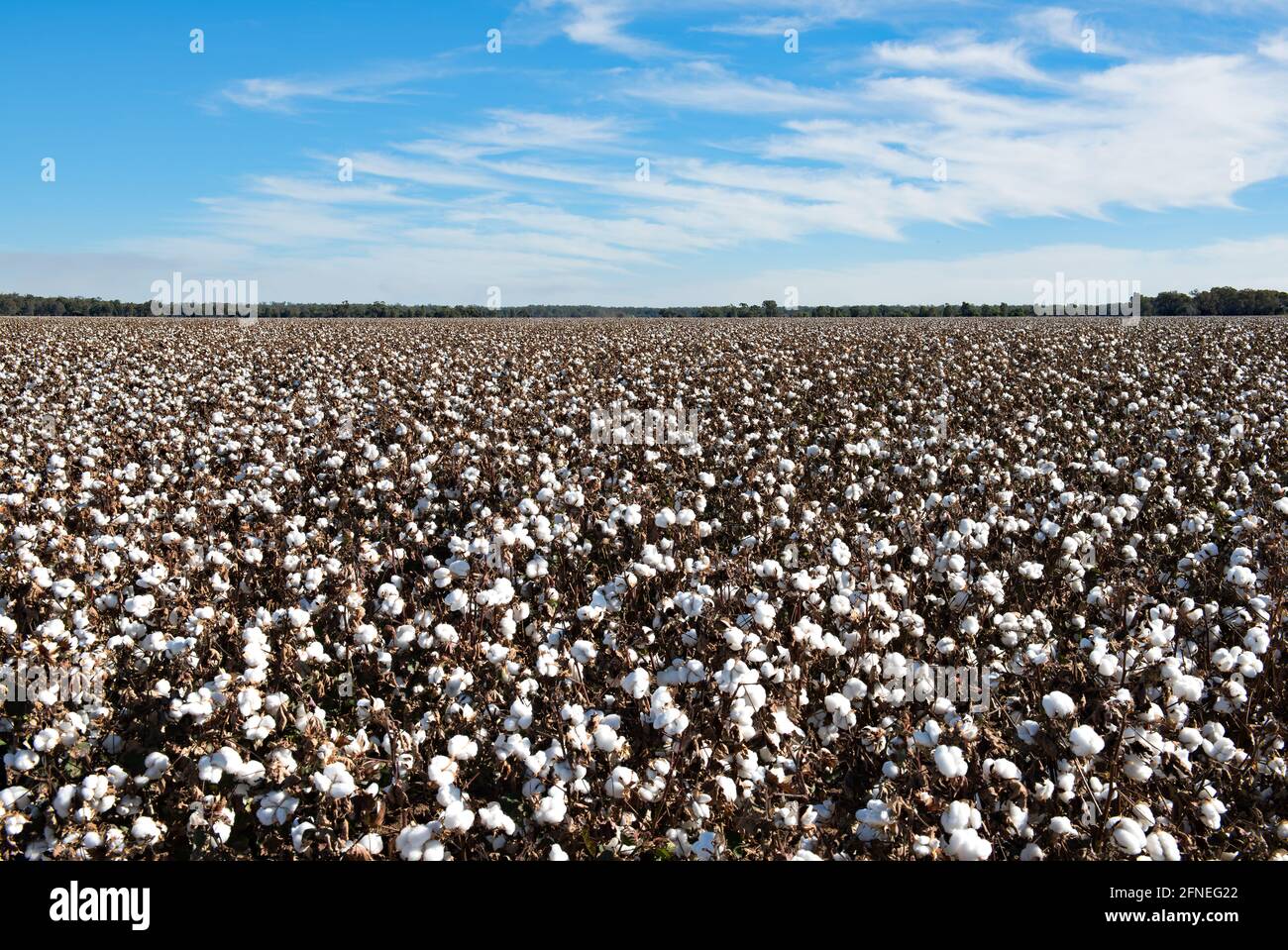 Cotton farm new south wales hires stock photography and images Alamy