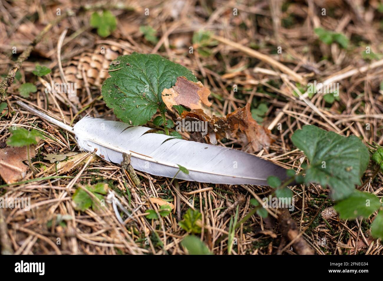 Feather and fir cone on the ground in the forest Stock Photo