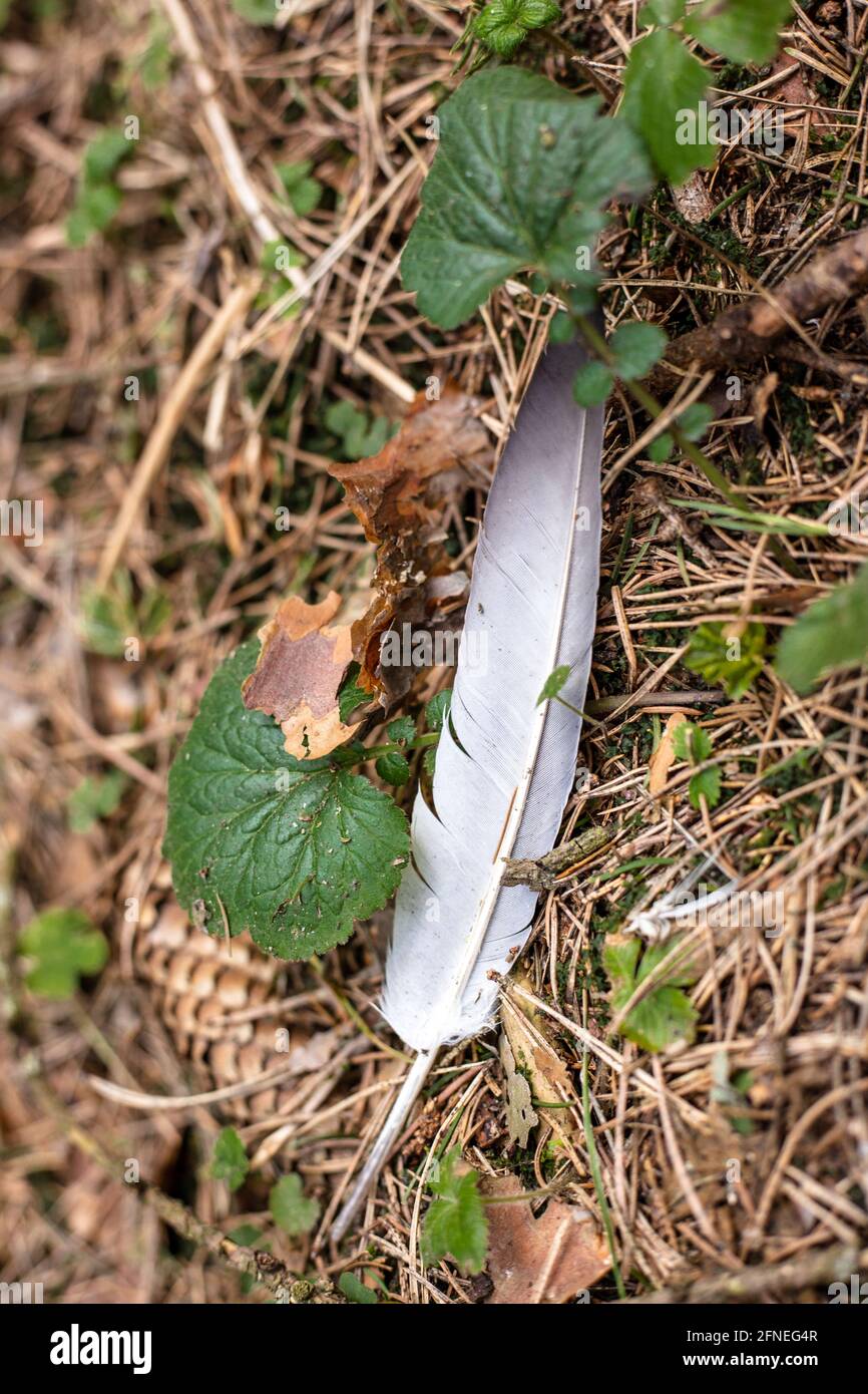 Feather and fir cone on the ground in the forest Stock Photo