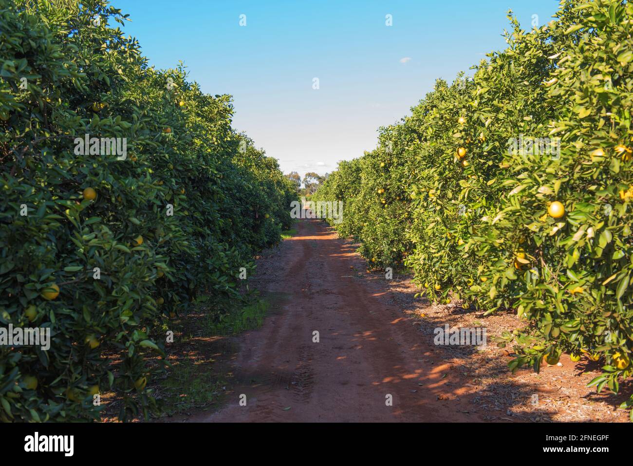 Orange trees growing in an orchard near Griffith, New South Wales, Australia Stock Photo
