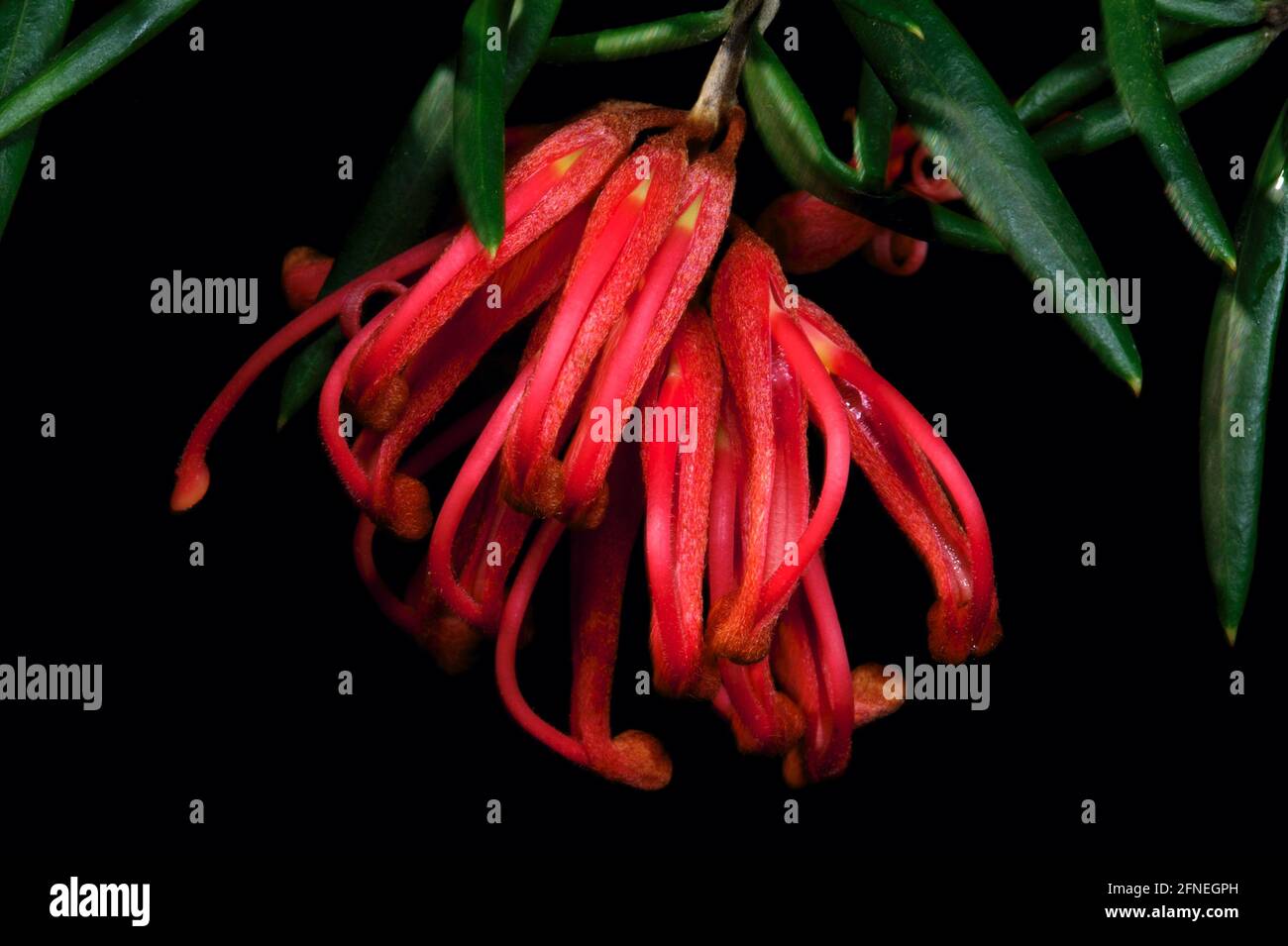 A red Grevillea flower decorating my garden in Glen Waverley, Victoria, Australia - and attracting honey eating birds, plus lots of bees. Stock Photo