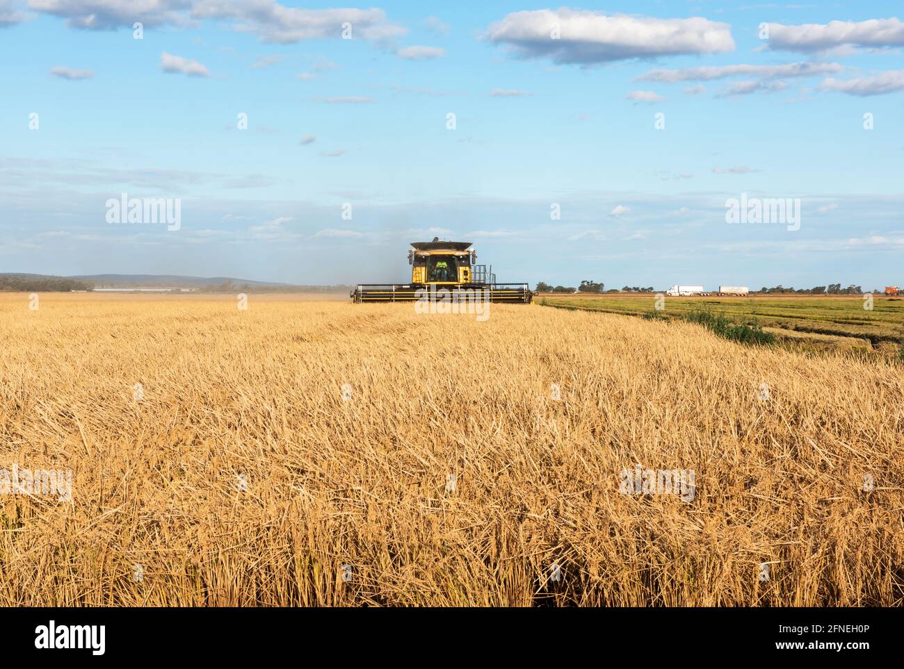 Harvesting Rice on the farm near Griffith in New South Wales, Australia Stock Photo