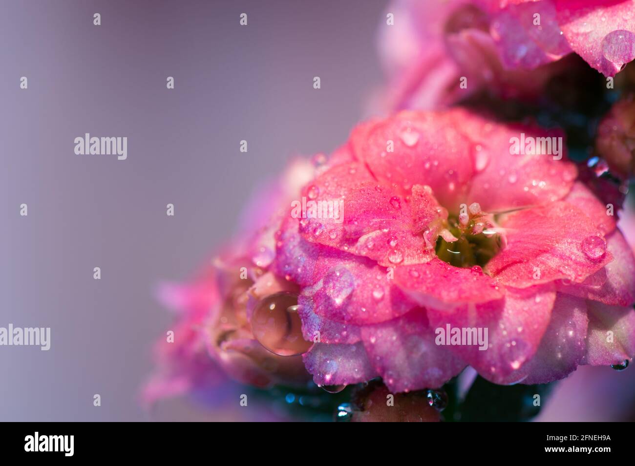 Beautiful pink Kalanchoe blossfeldiana flowers with water drops, floral background Stock Photo