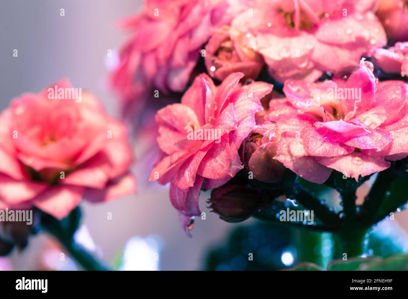 Beautiful pink Kalanchoe blossfeldiana flowers with water drops, floral background Stock Photo