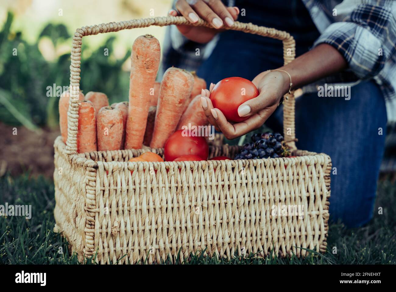 Close up mixed race female sorting through freshly harvested vegetables in basket  Stock Photo