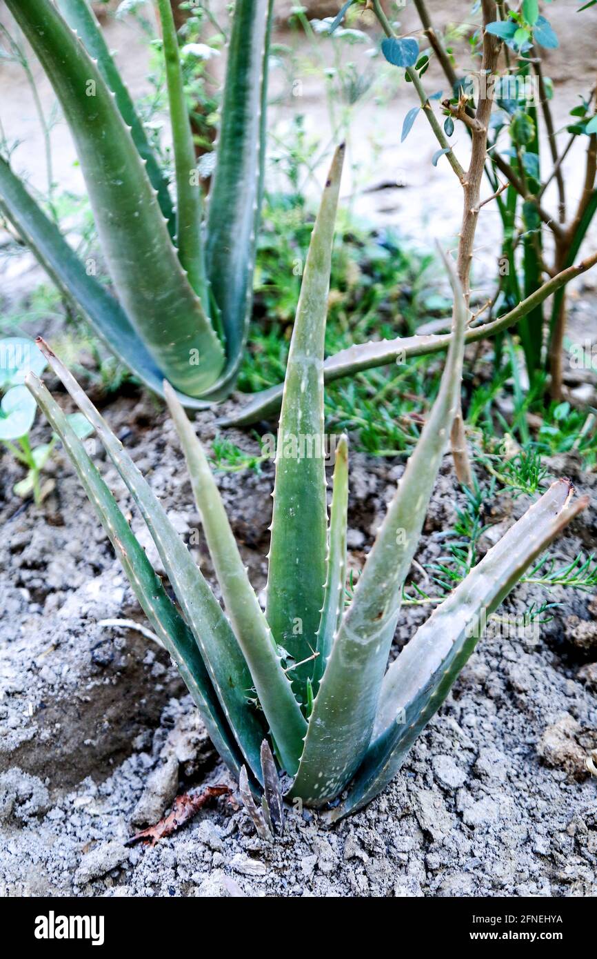 Alovera Plant Close Shot Stock Photo