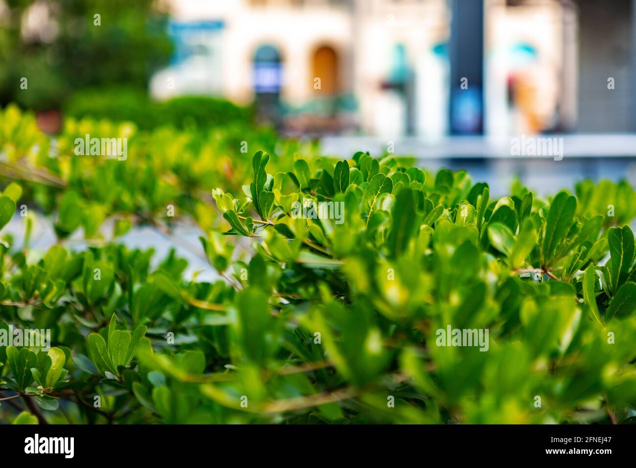 Green trimmed bush city decoration close up Stock Photo Alamy