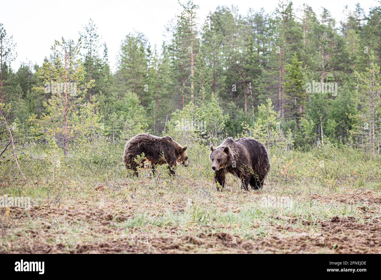 Hossa National Park, Finland Stock Photo