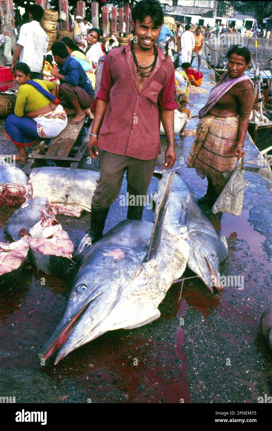'Sassoon Docks is the fish market of Bombay (Mumbay). The metropolis of 15 million is the most important fishing port on the northwest coast of India. Sassoon Docks, the city port of the Bombay fishing fleet, is also the most important processing and transshipment point for the daily catch. On the quay, crabs are already peeled, large fish portioned and filleted, and prepared for trade in the various districts of the city.nFish is very popular and an integral part of Bombay's cuisine. The local speciality is called ''Bombay Duck'', a rather misleading name for the dish prepared from dried Stock Photo