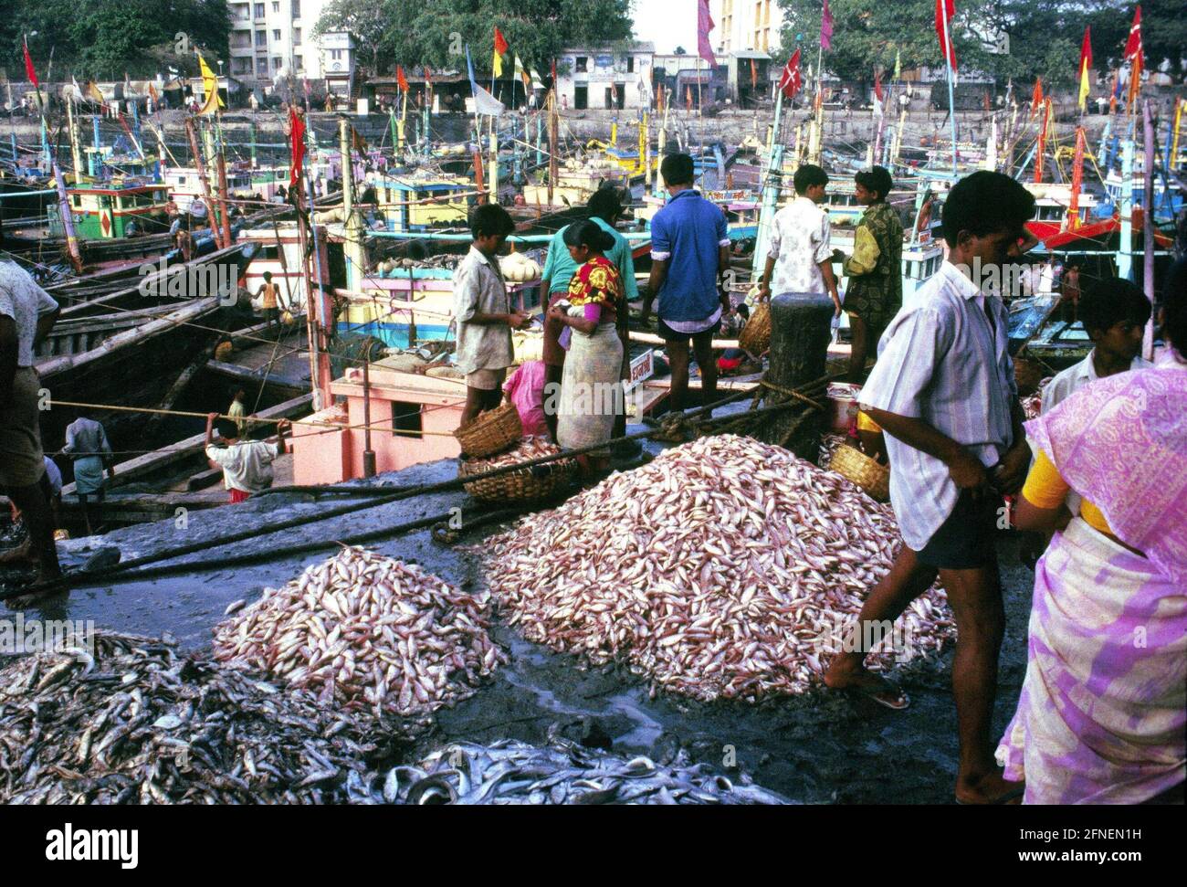 'Sassoon Docks is the fish market of Bombay (Mumbay). The metropolis of 15 million is the most important fishing port on the northwest coast of India. Sassoon Docks, the city port of the Bombay fishing fleet, is also the most important processing and transshipment point for the daily catch. On the quay, crabs are already peeled, large fish portioned and filleted, and prepared for trade in the various districts of the city.nFish is very popular and an integral part of Bombay's cuisine. The local speciality is called ''Bombay Duck'', a rather misleading name for the dish prepared from dried Stock Photo
