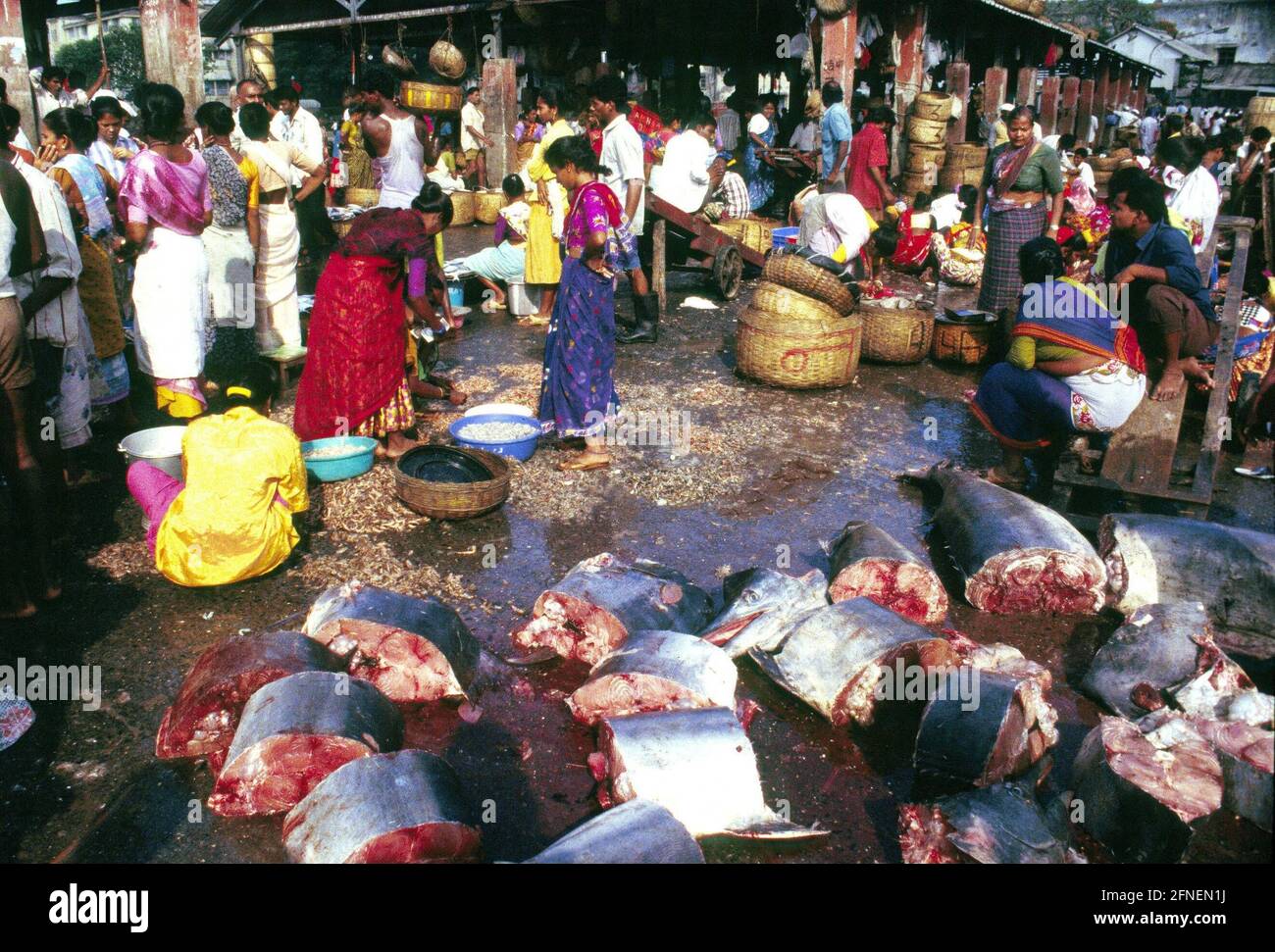 'Sassoon Docks is the fish market of Bombay (Mumbay). The metropolis of 15 million is the most important fishing port on the northwest coast of India. Sassoon Docks, the city port of the Bombay fishing fleet, is also the most important processing and transshipment point for the daily catch. On the quay, crabs are already peeled, large fish portioned and filleted, and prepared for trade in the various districts of the city.nFish is very popular and an integral part of Bombay's cuisine. The local speciality is called ''Bombay Duck'', a rather misleading name for the dish prepared from dried Stock Photo