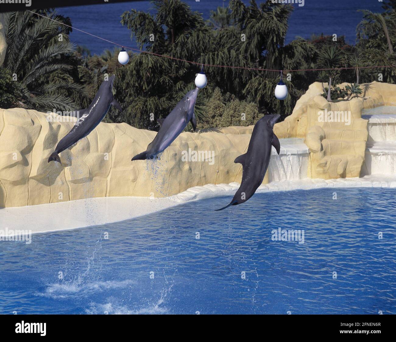 Dolphin show at Loro Parque in Puerto de la Cruz. [automated translation] Stock Photo
