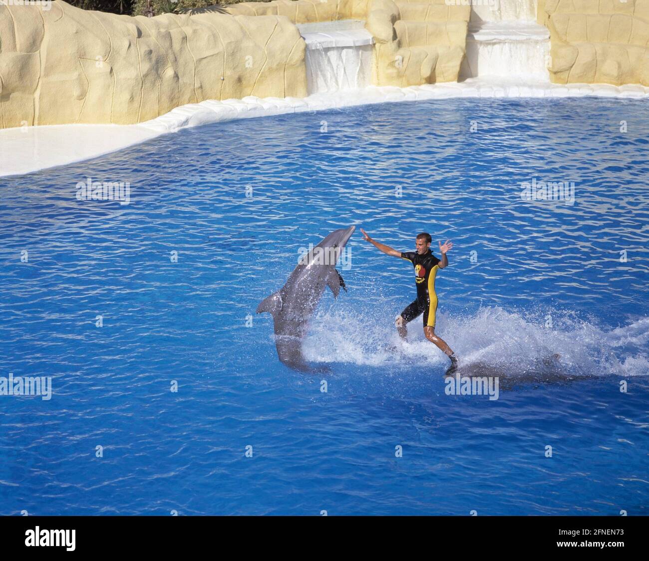 Dolphin show at Loro Parque in Puerto de la Cruz. [automated translation] Stock Photo