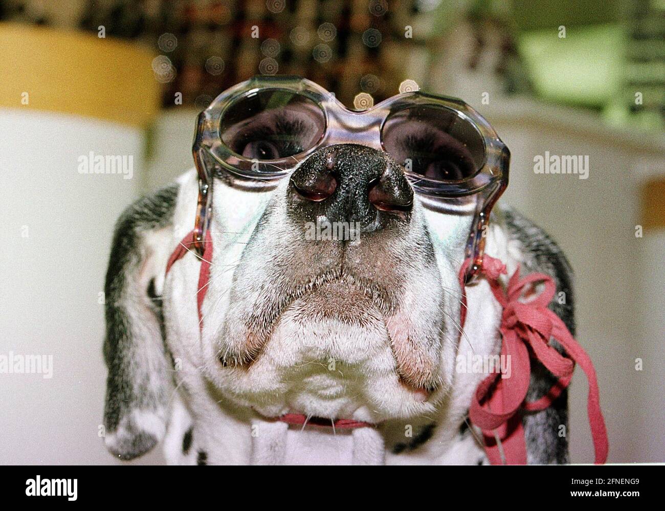 'Munich optician and eyewear designer Tomi Suchy is literally on the dog - he has developed special eyewear for ''man's best friend''. The visual aid for dogs of all breeds and sizes is meant seriously and is intended to effectively protect the animals from various eye diseases. Suchy recommends his ''snout bike'' to all dog owners who take their four-legged companions on long mountain tours or convertible rides. Here, dog sunglasses protect their wearers from drafts and excessive UV radiation, the main causes of conjunctivitis. With a so-called skiascope, which is otherwise used to diagnose Stock Photo