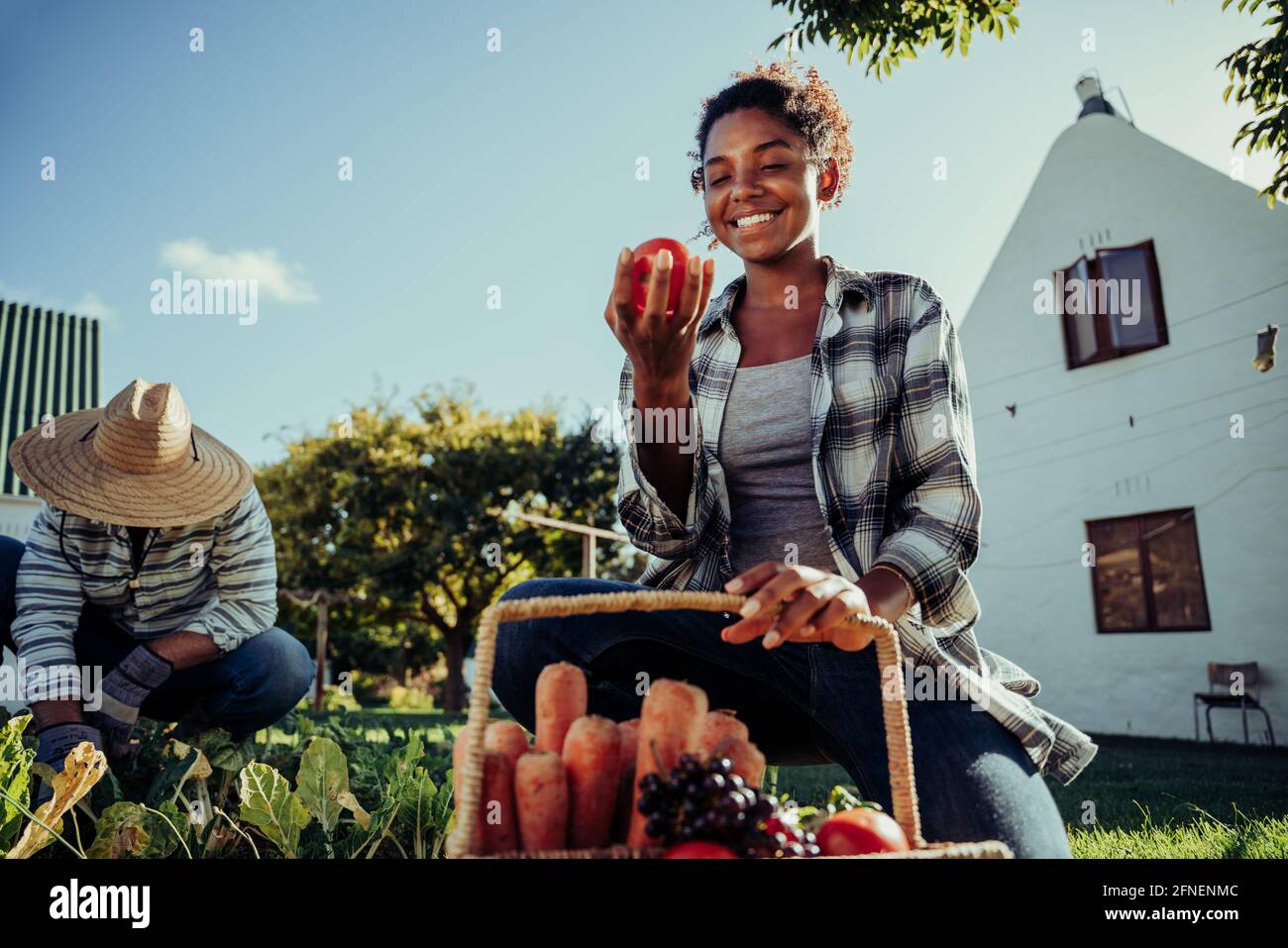 Mixed race male and female farmers organising vegetable patch sorting through fresh tomatoes Stock Photo