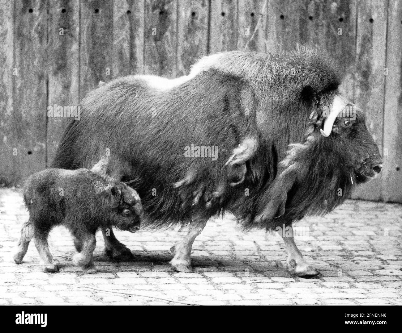 'Puffi's first oxen tour: In order not to leave Mommy's side, the only three-week-old baby musk ox ''Puffi'' has to go all out in Munich's Hellabrunn Zoo. On their first walk through the enclosure together, mother Pamela was always one or two steps ahead of her youngest. Because musk oxen don't like their male offspring very much, father ''Paul'' is only allowed to watch his offspring's first walks from a distance. (Photo: Schulz) [automated translation]' Stock Photo