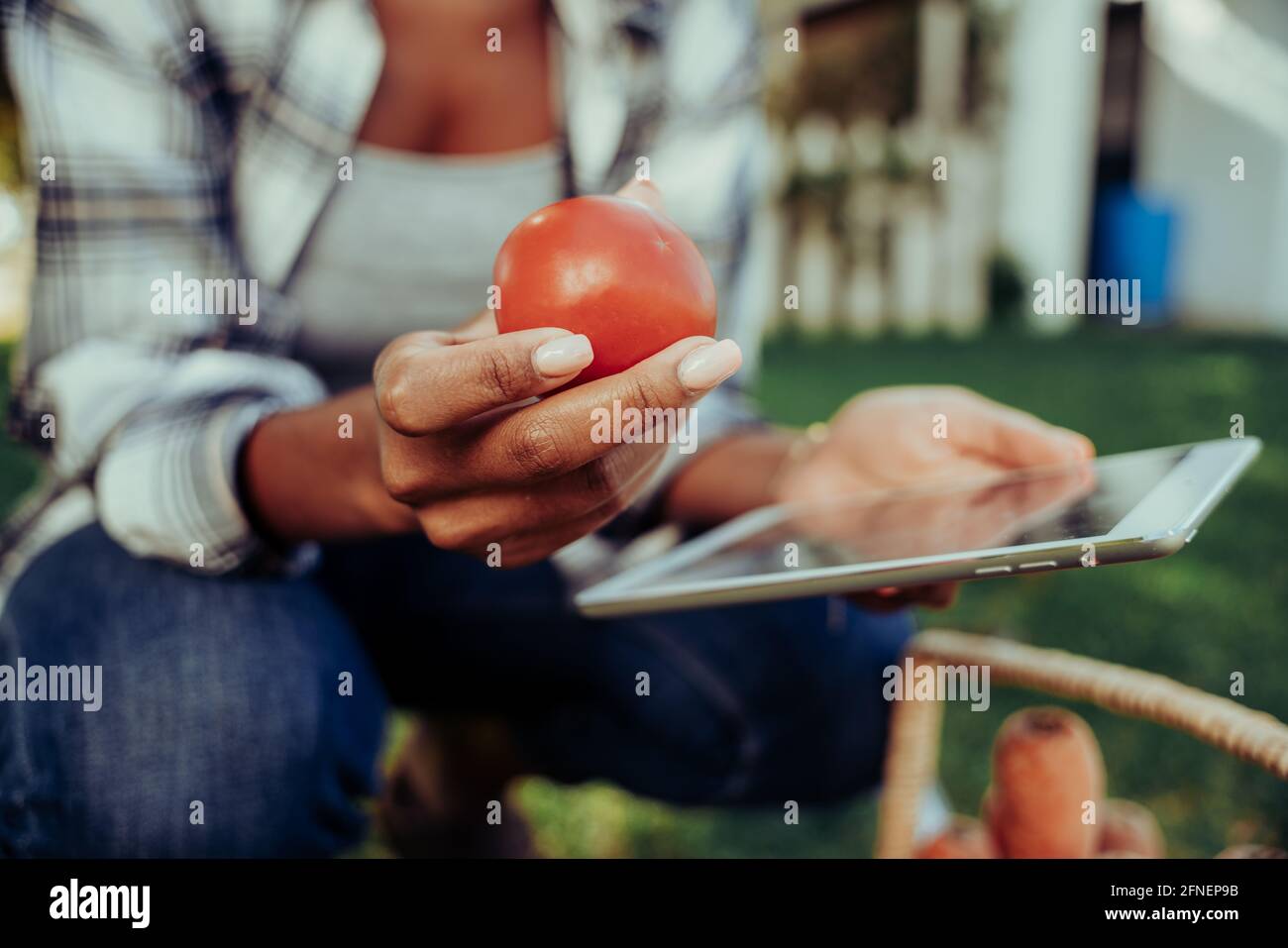 Mixed race female holding fresh tomato close up researching nutrition information of digital tablet  Stock Photo