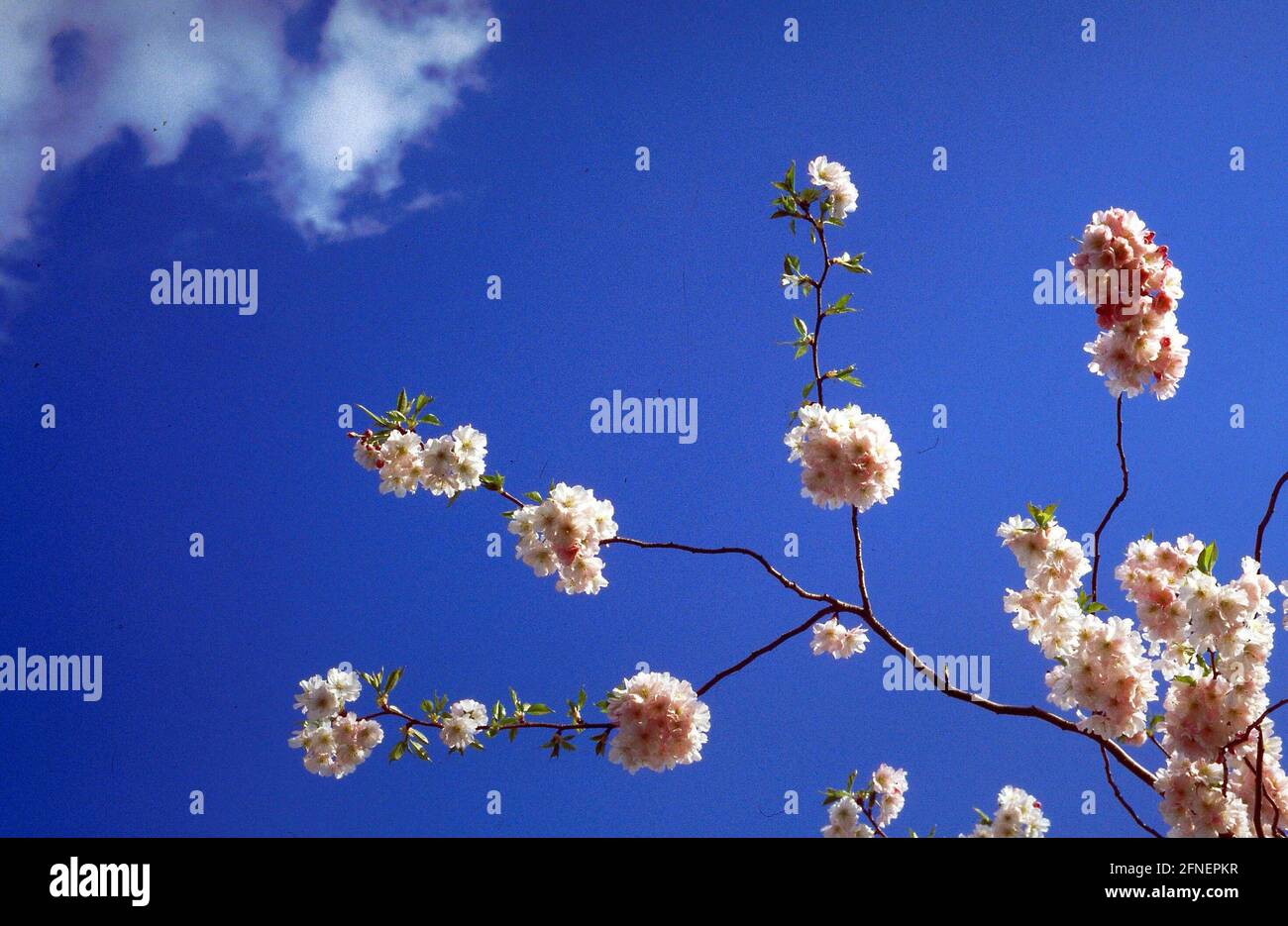 Cherry tree in Battersea Park [automated translation] Stock Photo Alamy